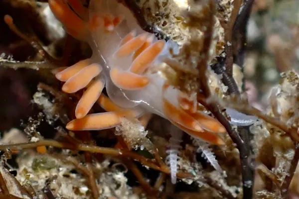 Coryphella trilineata