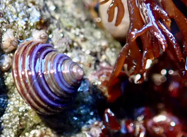 Calliostoma ligatum