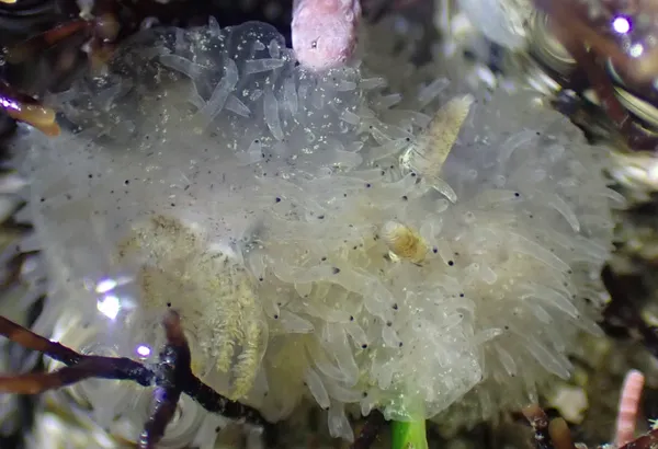 Acanthodoris rhodeceras