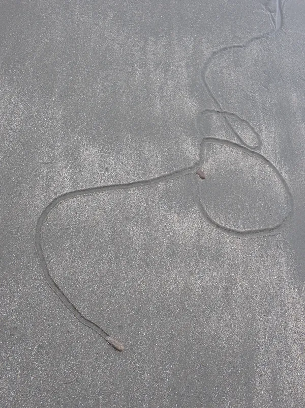 Marine life photograph