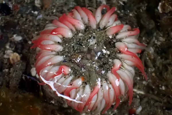 Anthopleura artemisia