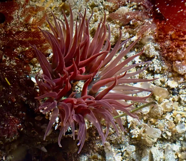 Anthopleura artemisia