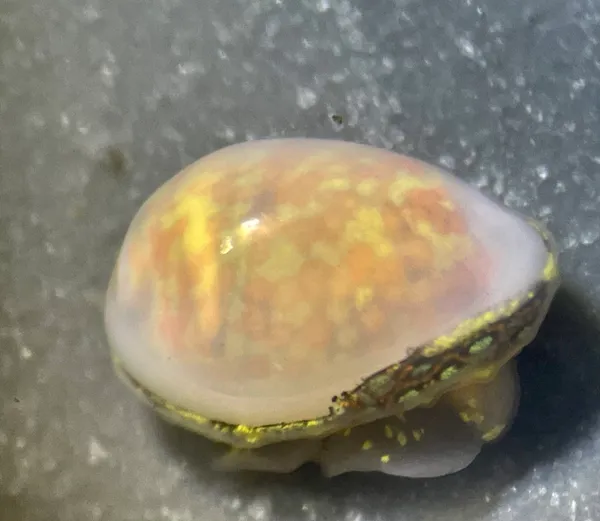 Granulina margaritula