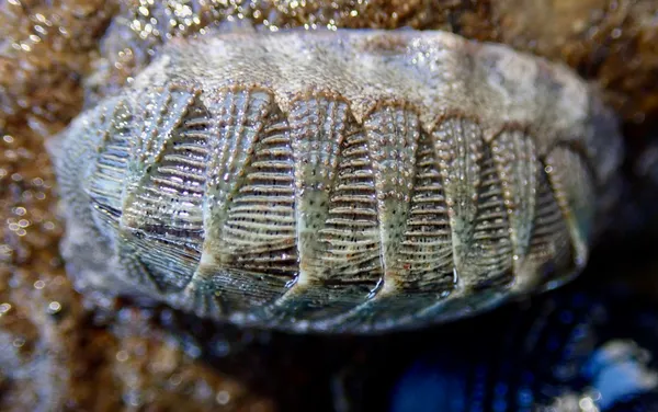 Lepidozona cooperi; thanks to J. Goddard for ID