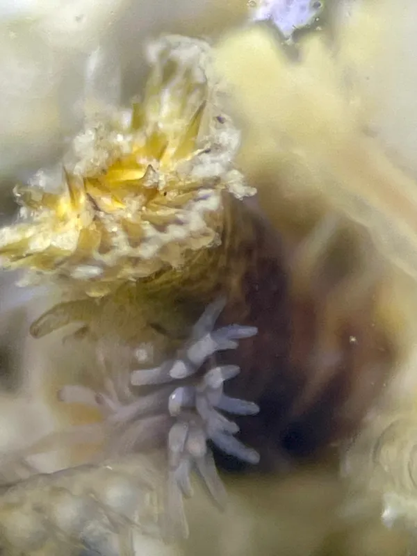 Family Sabellariidae