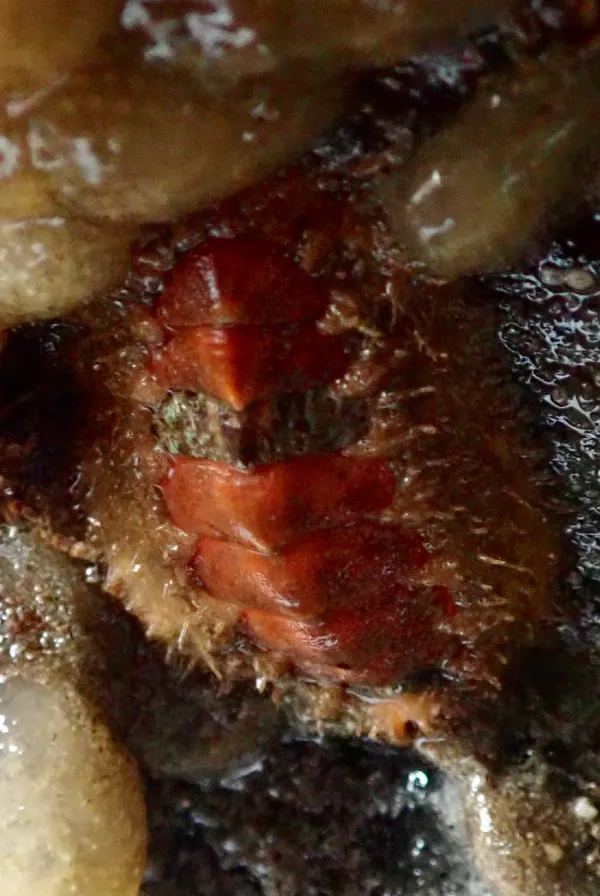 Mopalia kennerleyi, northern hairy chiton (maybe)