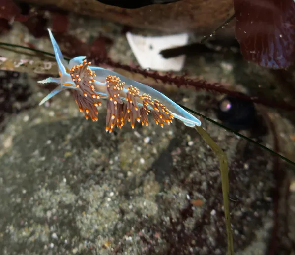 Hermissenda opalescens