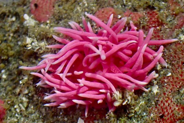 Okenia rosacea