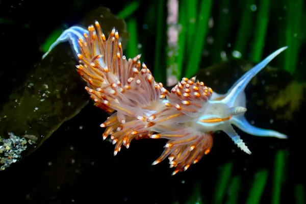 Hermissenda opalescens