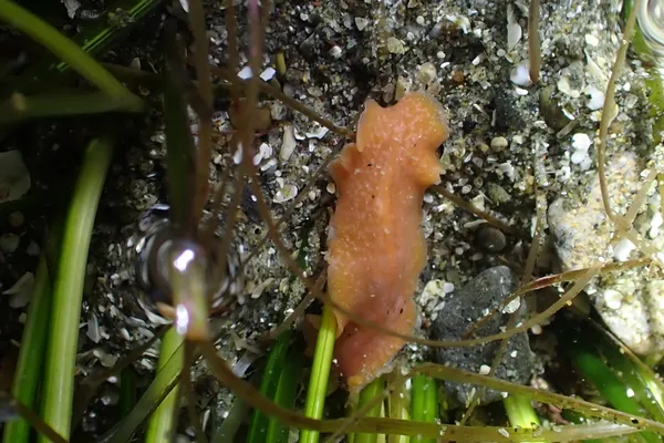 Eurylepta aurantiaca