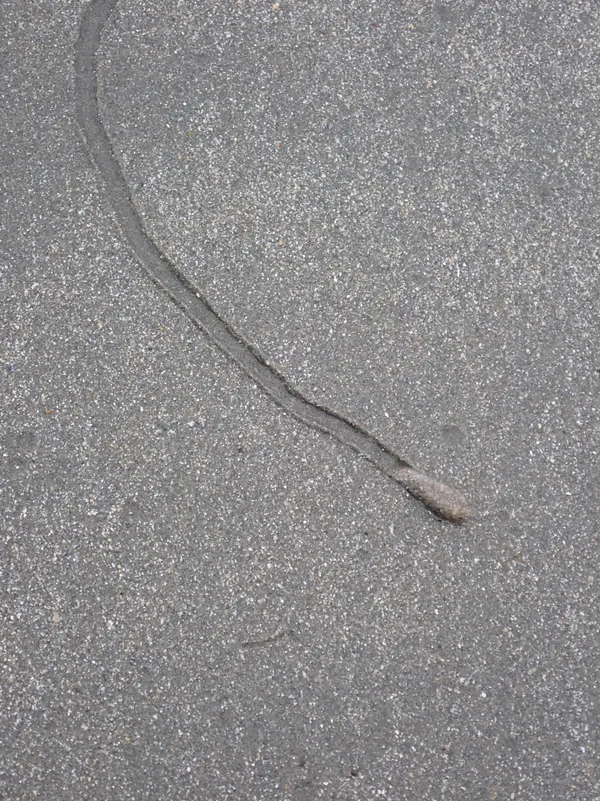 Marine life photograph