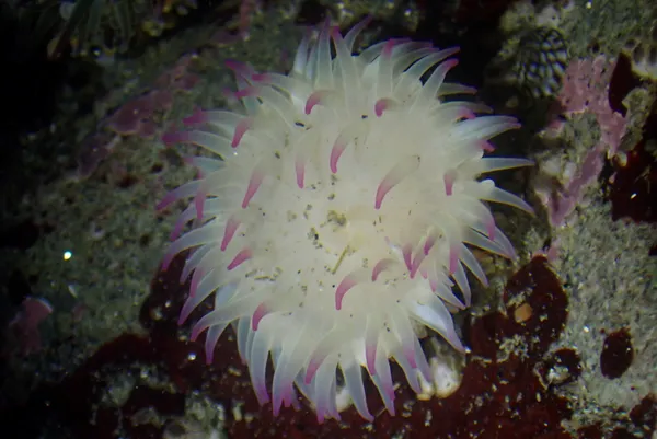 Anthopleura elegantissima