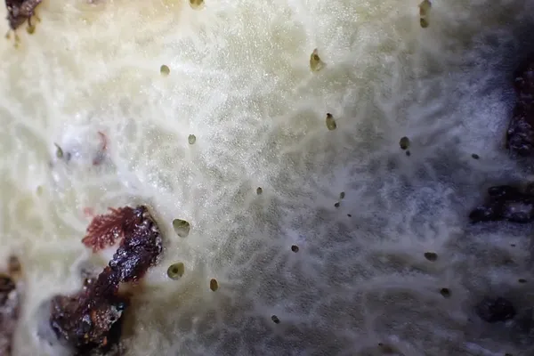 Halichondria (maybe)