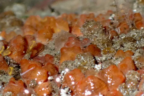 Metandrocarpa taylori