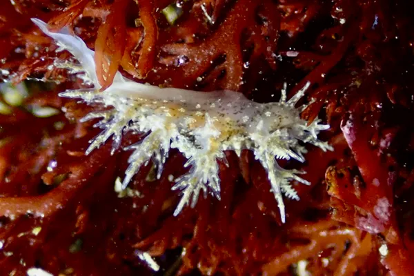 Dendronotus venustus