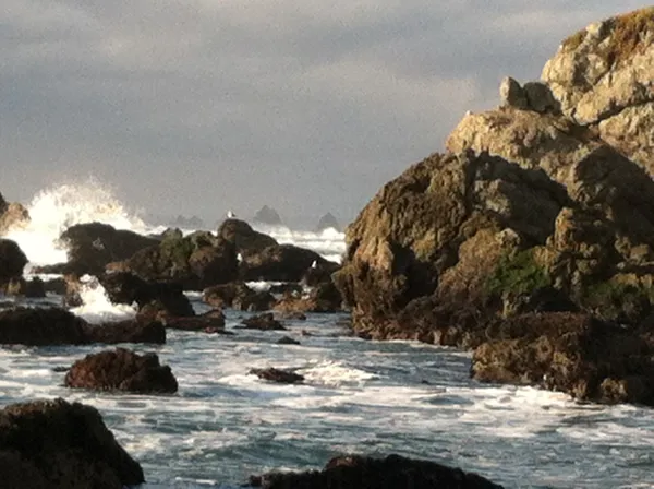 Marine life photograph