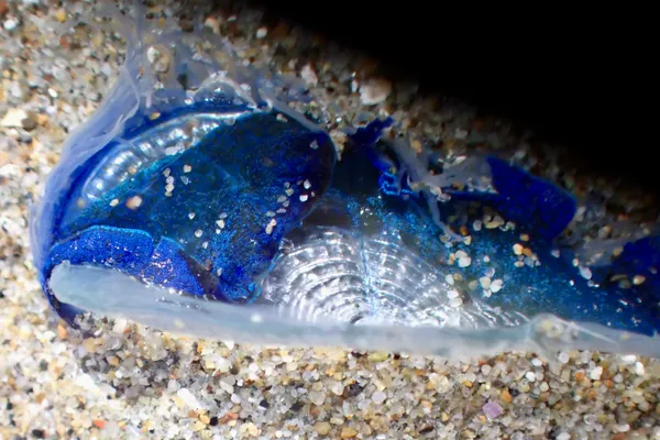 Velella velella