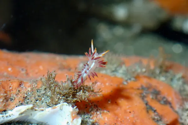 Coryphella trilineata