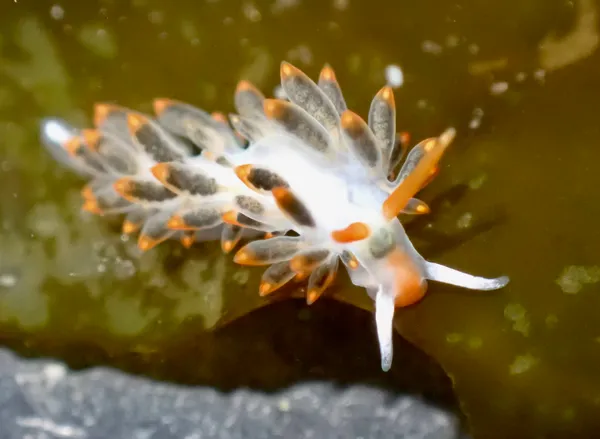 Diaphoreolis lagunae