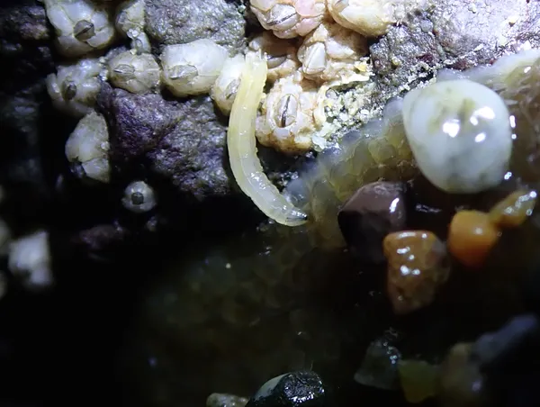 Weird worm, about 1 cm.