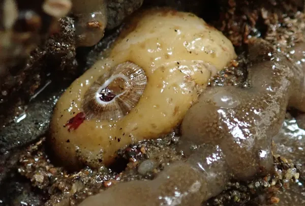Fissurellidea bimaculata, with a red spot