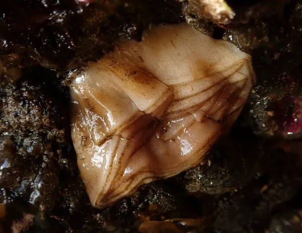 Marine life photograph