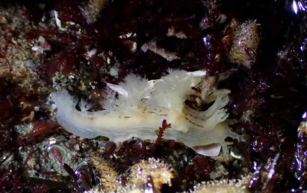 Dendronotus subramosus