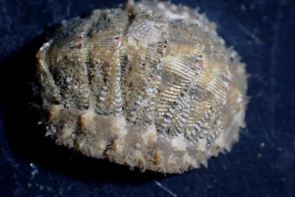 Chiton