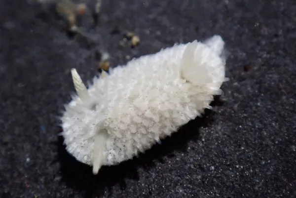 Diaphorodoris lirulatocauda