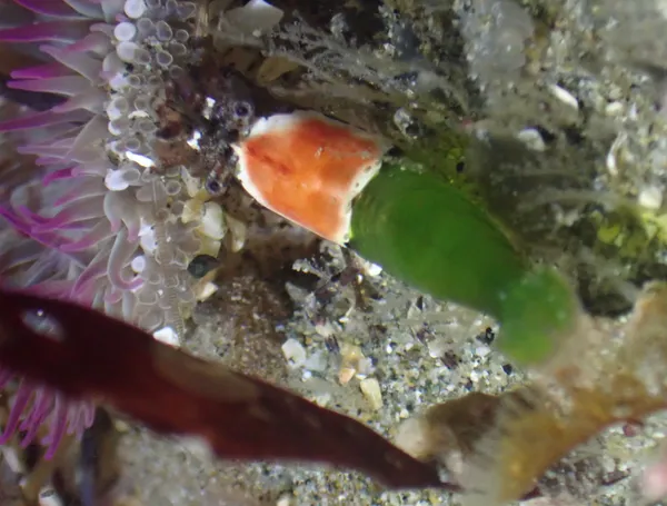 Heptacarpus palpator; thanks to C. Nozéres for ID