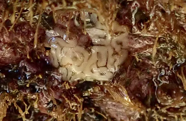 Eggs, but no nudibranch in the pool.   D. venustus?