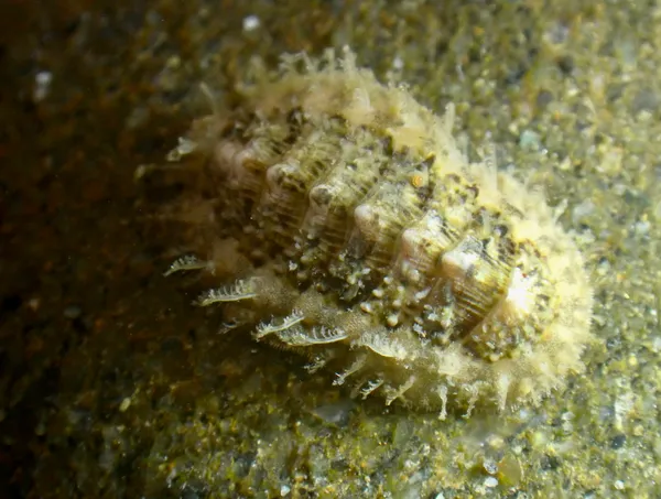 Mopalia lionota