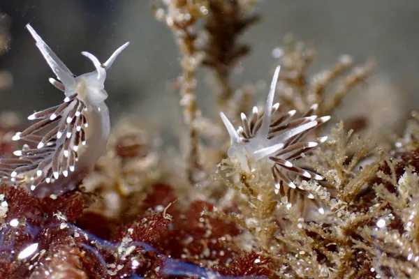 Cuthonella cocoachroma