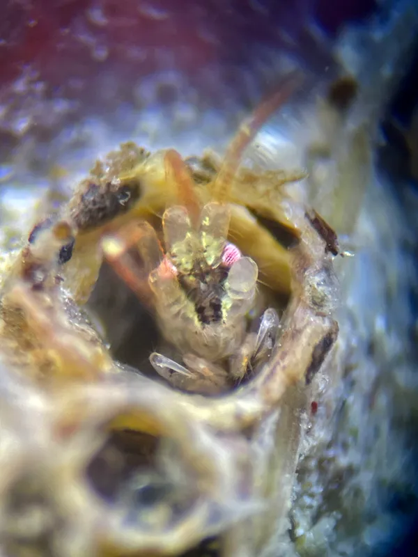 Ericthonius brasiliensis