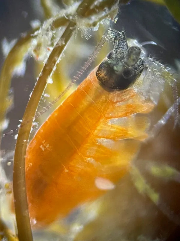 Genus Gnathopleustes (maybe)