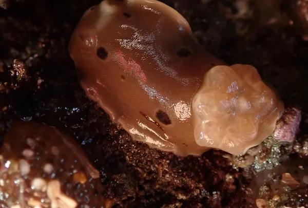 Diaulula sandiegensis, with eggs- theirs?