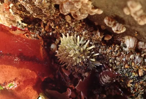Sea urchin, juvenile purple