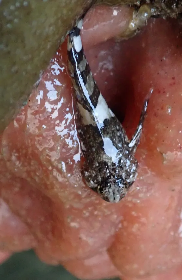 (3) fish out of water, waiting for the tide to come in