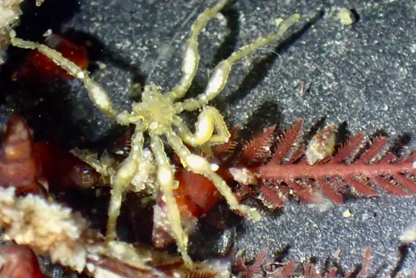 Class Pycnogonida; eggs in legs?