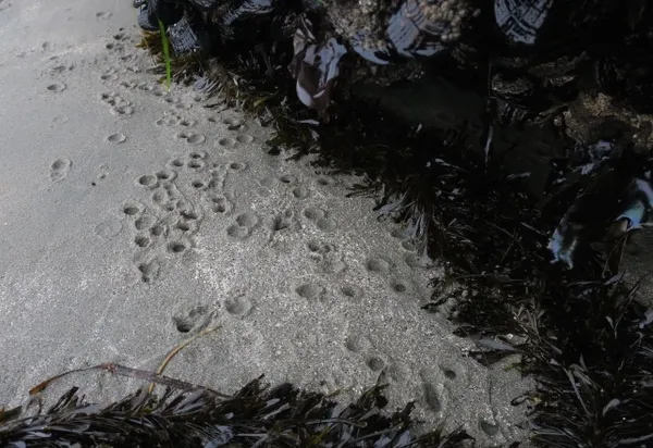 Mussel tracks