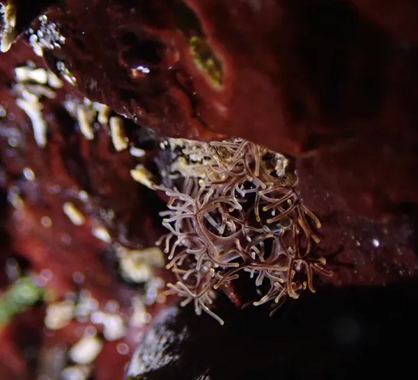 mystery worm still going strong