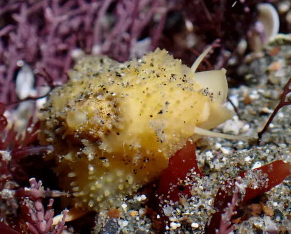 Fissurellidea bimaculata