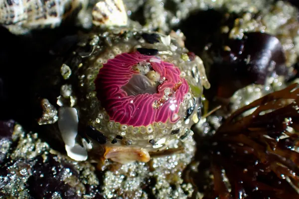 Anthopleura artemisia