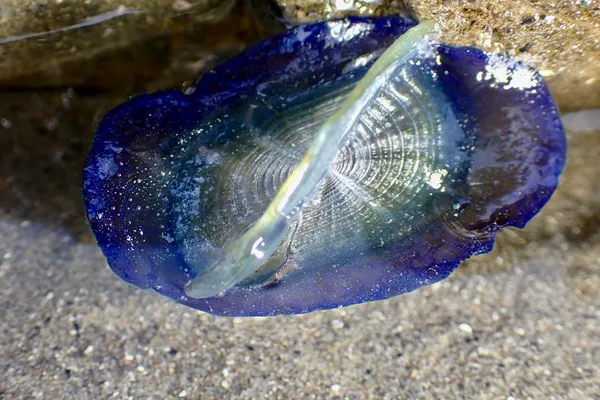 Velella velella
