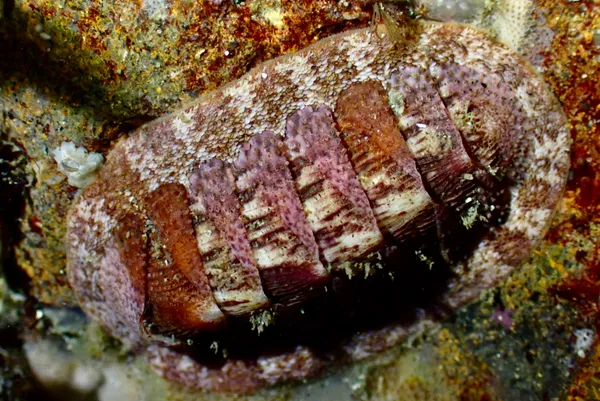 Lepidozona mertensii