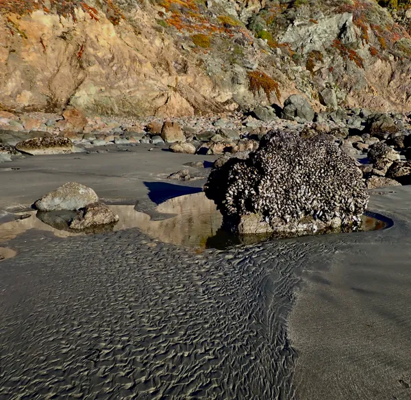 Marine life photograph