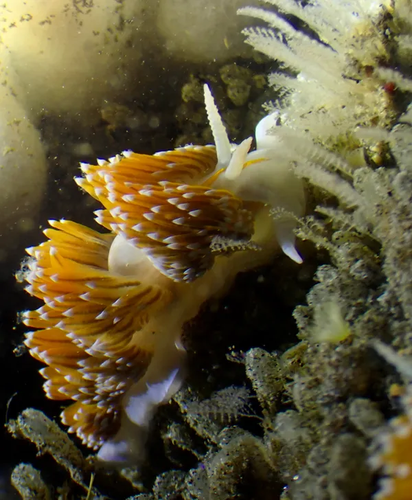 Hermissenda opalescens