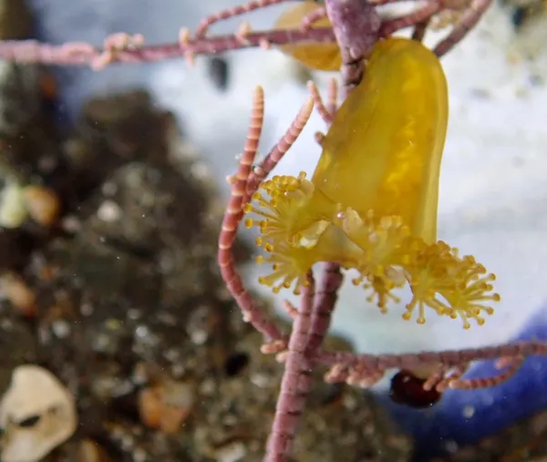 stalked  jelly, 1/4''