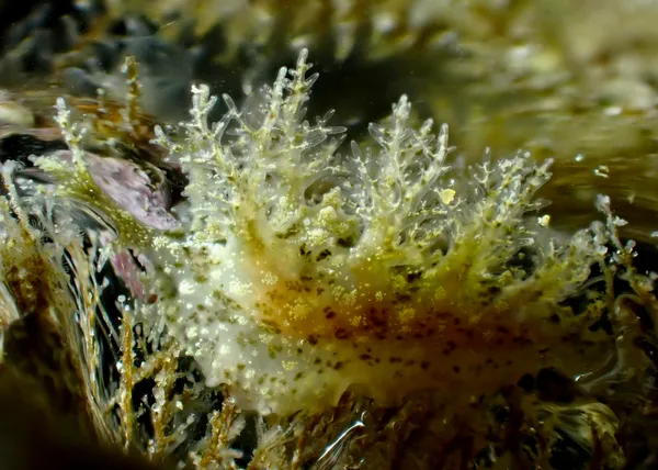 Dendronotus venustus