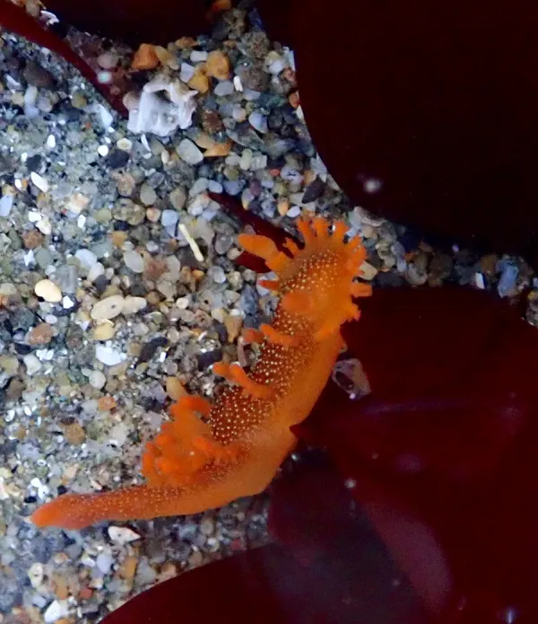 Marine life photograph